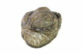 Bargain, Wide, Enrolled Austerops Trilobite - Morocco #156987-2